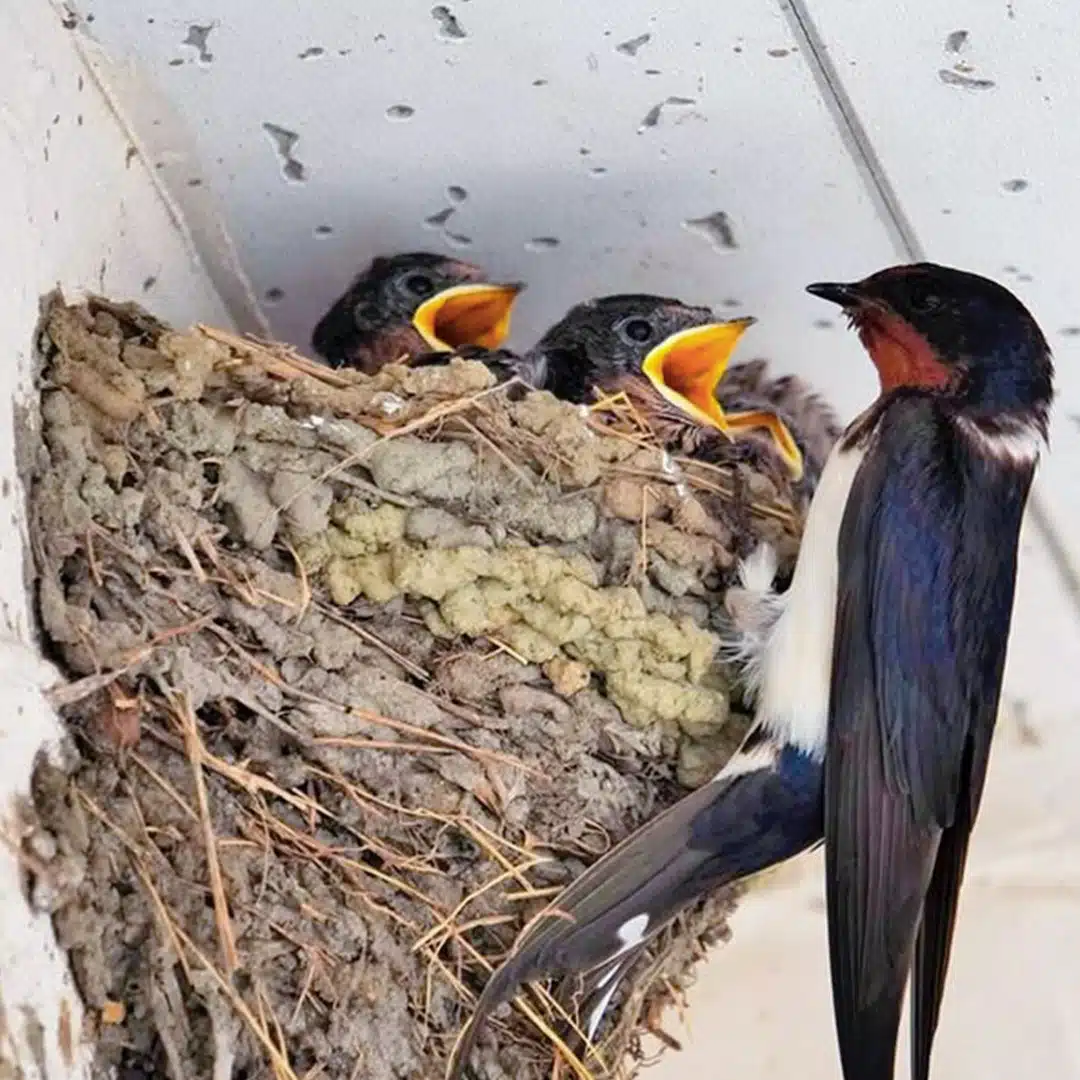 Une hirondelle a fait son nid sous le toit d’une maison que signifie — free download